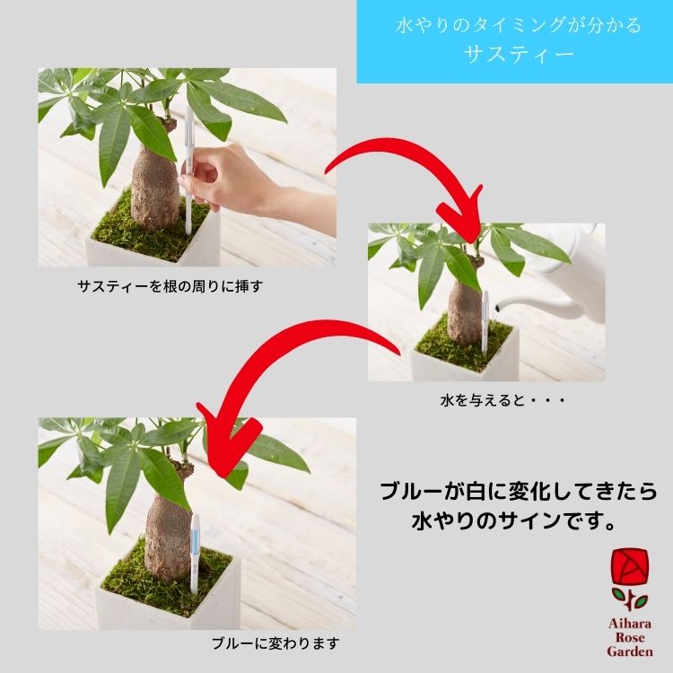 【バラ苗と同梱】植物水分計サスティー（Sustee）Lサイズ・緑 4